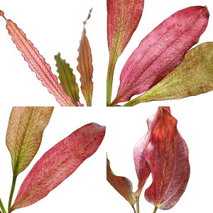 ij܂ԌnGLmhX@1itji_ji1j