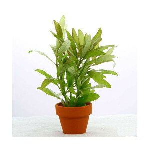 (水草)ハイグロフィラ ポリスペルマ ミニ素焼き鉢(水中葉)(無農薬)(3鉢)