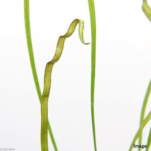 ijNvgRlspDJiRiYitji1j@kCEBq֗vۉ