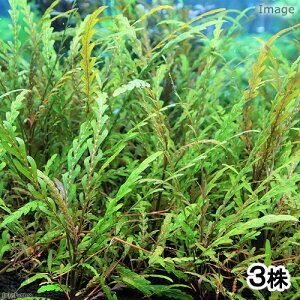 ijp@nCOtB@sieBtB_i_ji3{j