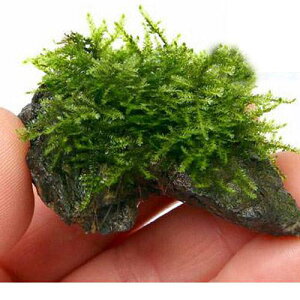 ij琬ρ@ăEB[X@RΏitji_ji3j