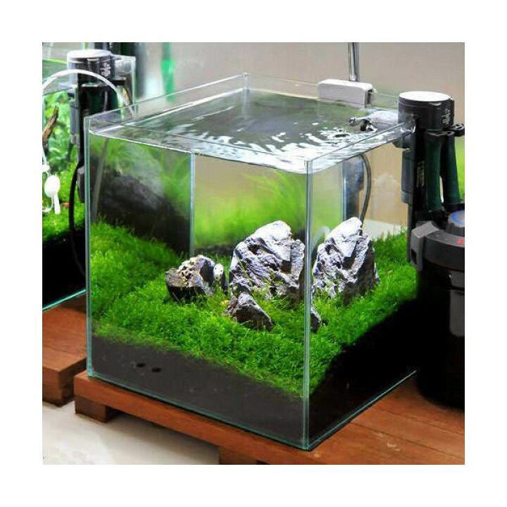 楽天市場】（水草）ウィローモスの草原レイアウトセット 30cm 