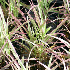 （ビオトープ）水辺植物　十和田アシ（5ポット）　湿生植物