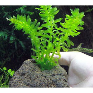 ij_JE@Y@AiJX@nΕti_ji1j