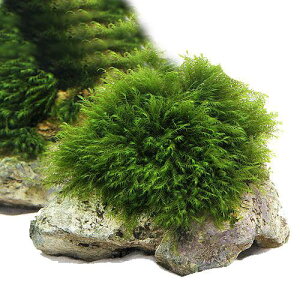 ij琬ρ@EH[^[tFU[@R΁@MTCYi14cmjitji_ji1j