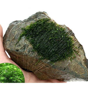 ijā@EH[^[tFU[@R΁@STCYi10cmjitji_ji3j