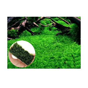 ij琬ρ@EH[^[tFU[@v[gitji_ji1j