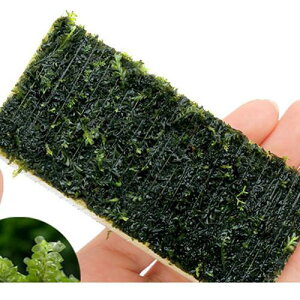 ijā@nlSPspDJ[Y@v[gitji_ji3j