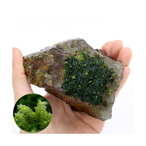 ijā@nlSPspDJ[Y@R΁@STCYi10cmjitji_ji1j