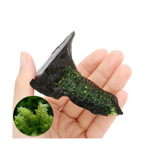 (水草)巻きたて ハネゴケsp.カメルーン産 流木 ミニサイズ(8cm以下)(水中葉)(無農薬)(1本)