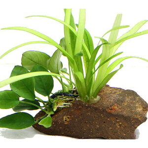 ijuȒP@sO~[`F[TW^A@@AkrAXii@nΕtitji1j