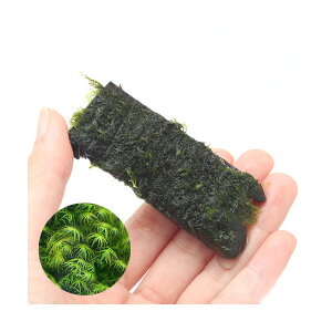 ijā@EH[^[tFU[@؁@~jTCYi8cmȉjitji_ji3j