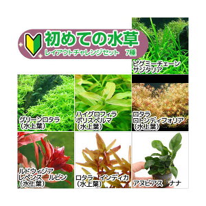 ij߂Ă̐@CAEg`WZbg@7{sZbgt@itj@{Bl