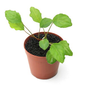 ijsvgXpTspDJ}^itji_ji1|bgj@kCEBq֗vۉ