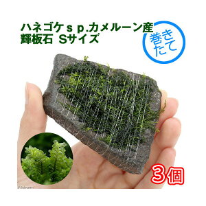 ijā@nlSPspDJ[Y@P΁@STCYitji_ji3j