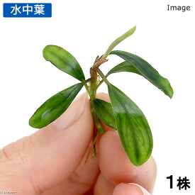（水草）ブセファランドラsp．Pygmaea（無農薬）（水中葉）（1株）