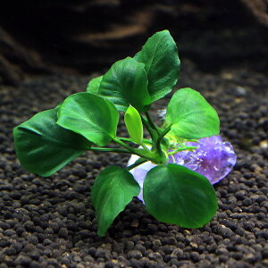 ijWFvc@܂^AkrAXt@AWXgi1j