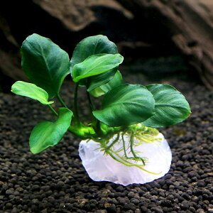 ijWFvc@܂^AkrAXt@[YNH[ci1j