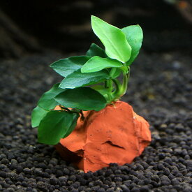（水草）ジェムプランツ　おまかせ小型アヌビアス付き　レッドジャスパー（1個）
