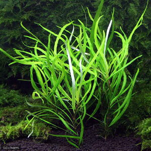 ijevvg@i[[titji_ji2{j