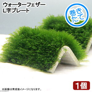 ijā@EH[^[tFU[L^v[g@itji_ji1j