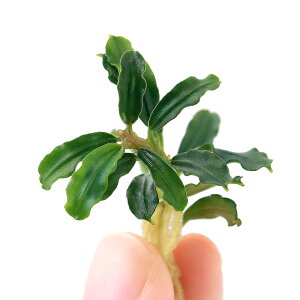 ijuZt@hspDuEj[@AfB_iցjitji1j@kCEBq֗vۉ