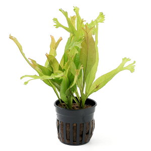 ij~N\E@vevX@R[i1|bgj