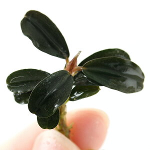 ijuZt@hspDN_K~jEhiցjitji1j@kCEBq֗vۉ