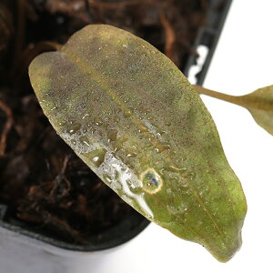 ijNvgRl@k[[@Indragiri@HuluYitji1|bgj@kCEBq֗vۉ