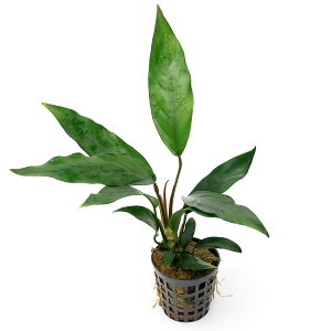 ijAkrAX@PI[^iANAt[ji1|bgj@kCEBq֗vۉ