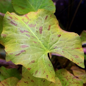 ij^CK[[^X@pցitji_ji1j