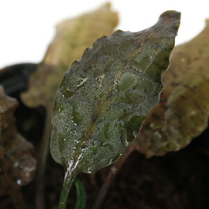 ijNvgRl@k[[@z[Citji1|bgj@kCEBq֗vۉ