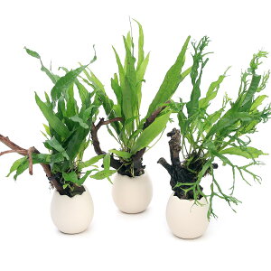 ijGbOv^[@}؁@܂~N\Eitji1j