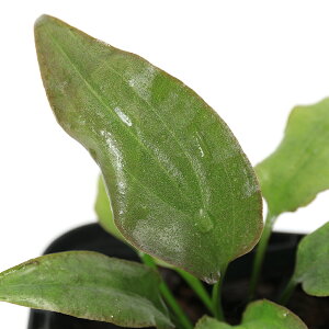 ijNvgRl×ardyi@SW1619@RiauYitji1|bgj@kCEBq֗vۉ