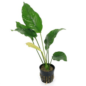 ijAkrAX@oe[@NXvXitji1|bgj