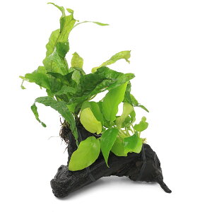 �i�����j�A�k�r�A�X�i�i�@�S�[���f�����~�N���\���E���@�v�e���v�X�@�S�[���f���X�p�[�N���t�@���؁@SS�T�C�Y�i1�{�j�i��10cm�j