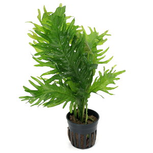 ij~N\E@vevX@CItBbVi1|bgj