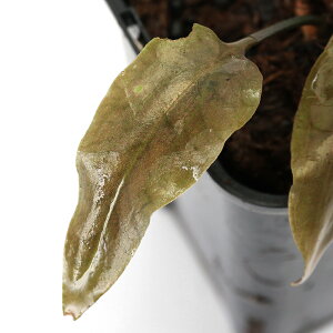 ijNvgRl@}^PVX@Vo[[titji1|bgj@kCEBq֗vۉ