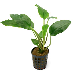 ijQih@~[{fB@O[iANAt[ji1|bgj@kCEBq֗vۉ