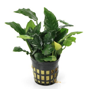 ijAkrAX@LOROitji1|bgj