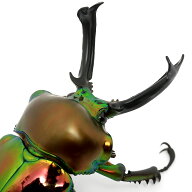 （昆虫）ニジイロクワガタ　クィーンズランド産　成虫　55〜59mm（1ペア）
