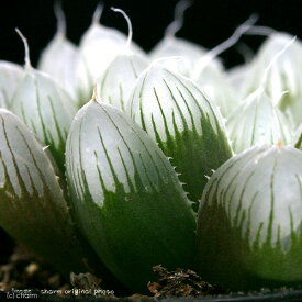（多肉植物）ハオルチア　オブツーサ　2．5〜3号（1鉢）