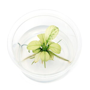 ijgD|{@AkrAX@ii@Pinto@~jJbvi1Jbvj@kCEBq֗vۉ