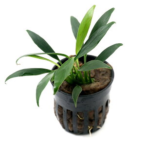 ijAkrAX@RQVX@~ji1|bgj