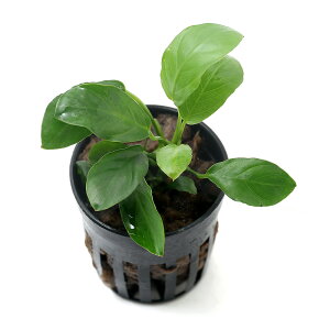 ijAkrAX@pNViC{CXji1|bgj