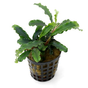 ijuZt@hspDO[xxbgiANAt[ji1|bgj@kCEBq֗vۉ