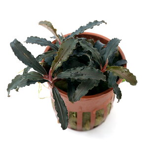 ijuZt@hspDN_KigsJ|bgji1|bgj@kCEBq֗vۉ