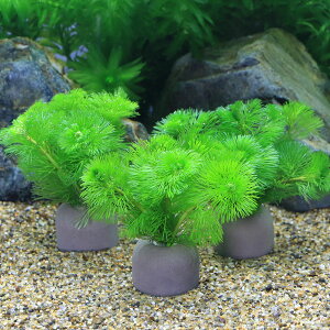 ij_JE@[ICgOiO[jJ{o@~ji3j