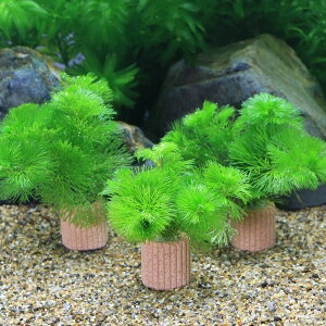 (水草)メダカ・金魚藻 ライフマルチ(茶)カボンバ ミニ(2個)