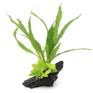 ijAkrAXii@S[f~N\E@vevX@tBst@؁@SSTCYi1{ji10cmj